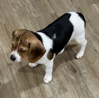 MIA🩷, a female Beagle for sale in Gaffney, SC – 6 of 8