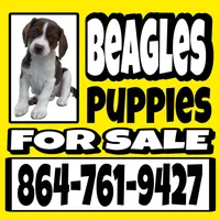 BELLA💜, a female Beagle for sale in Gaffney, SC – Photo 8 of 8
