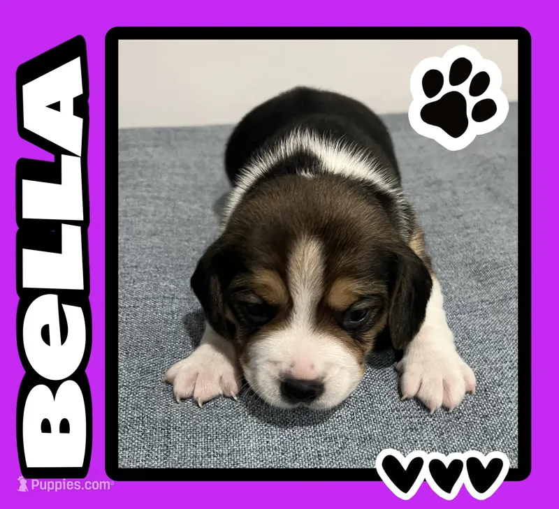 BELLA💜, a female Beagle for sale in Gaffney, SC – Photo 1 of 8