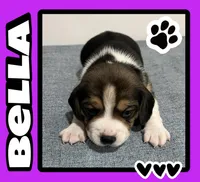 BELLA💜, a female Beagle for sale in Gaffney, SC – Photo 1 of 8