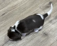 BELLA🩷, a female Beagle for sale in Gaffney, SC – 6 of 9