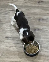 Bella, a female Beagle for sale in Gaffney, SC – 9 of 10