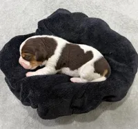 APRIL💜, a female Beagle for sale in Gaffney, SC – 3 of 10