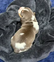 Bella, a female Beagle for sale in Gaffney, SC – 7 of 7