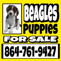 MILO💙, a male Beagle for sale in Gaffney, SC – Photo 8 of 8