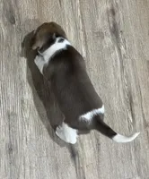 MILO💙, a male Beagle for sale in Gaffney, SC – Photo 4 of 8