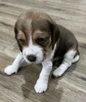 MILO💙, a male Beagle for sale in Gaffney, SC – Photo 7 of 8