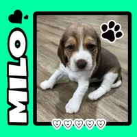 MILO💙, a male Beagle for sale in Gaffney, SC – Photo 1 of 8