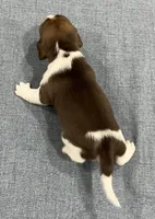 MILO💙, a male Beagle for sale in Gaffney, SC – Photo 4 of 7