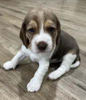 MILO💙, a male Beagle for sale in Gaffney, SC – Photo 2 of 8