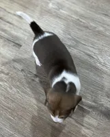 MILO💙, a male Beagle for sale in Gaffney, SC – Photo 3 of 8