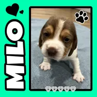 MILO💙, a male Beagle for sale in Gaffney, SC – Photo 1 of 7