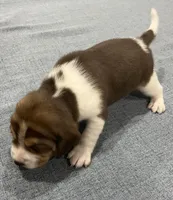 MILO💙, a male Beagle for sale in Gaffney, SC – Photo 5 of 7