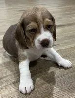 MILO💙, a male Beagle for sale in Gaffney, SC – Photo 6 of 8