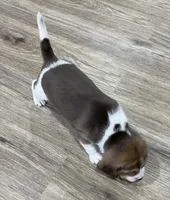 MILO💙, a male Beagle for sale in Gaffney, SC – Photo 5 of 8