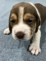 MILO💙, a male Beagle for sale in Gaffney, SC – Photo 6 of 7