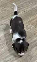 BELLA🩷, a female Beagle for sale in Gaffney, SC – 8 of 9