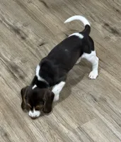 Bella, a female Beagle for sale in Gaffney, SC – 5 of 10