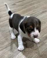 BELLA🩷, a female Beagle for sale in Gaffney, SC – 2 of 9