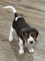 Bella, a female Beagle for sale in Gaffney, SC – 3 of 10