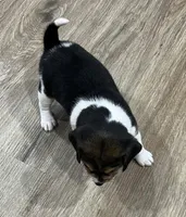 LALA🩷, a female Beagle for sale in Gaffney, SC – Photo 6 of 9