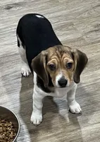 LALA🩷, a female Beagle for sale in Gaffney, SC – 7 of 9