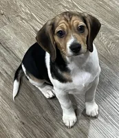 LALA🩷, a female Beagle for sale in Gaffney, SC – 6 of 9