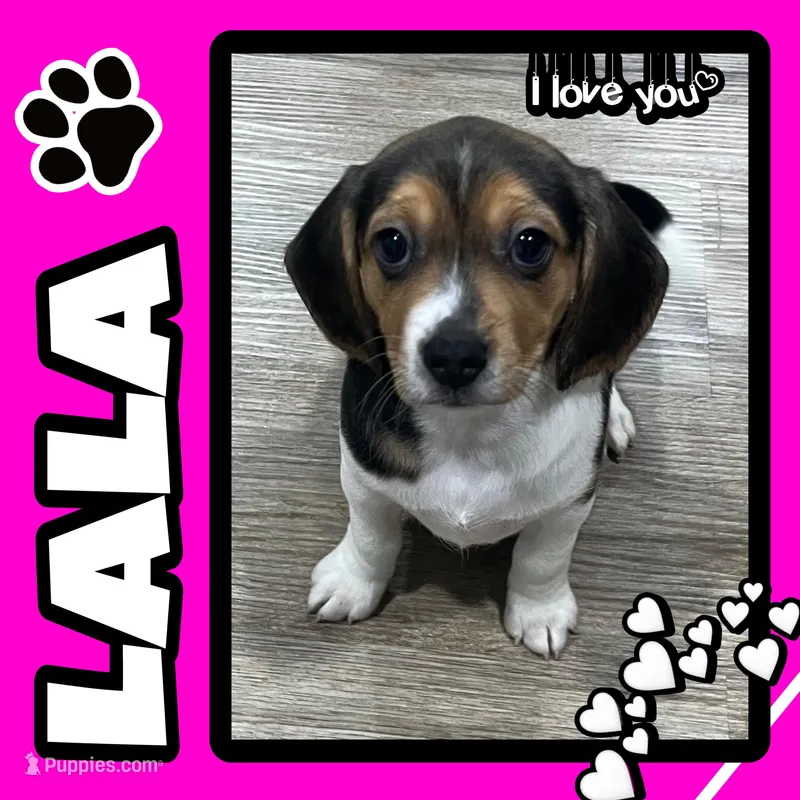LALA🩷 – Beagle puppy for sale in Gaffney, SC