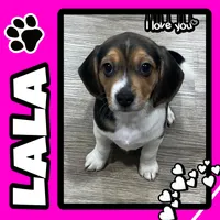 LALA🩷, a female Beagle for sale in Gaffney, SC – Photo 1 of 9