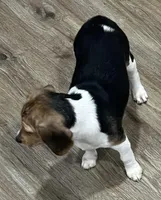 LALA🩷, a female Beagle for sale in Gaffney, SC – 8 of 9