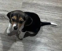 LALA🩷, a female Beagle for sale in Gaffney, SC – Photo 7 of 9