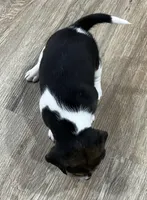 LALA🩷, a female Beagle for sale in Gaffney, SC – Photo 2 of 9