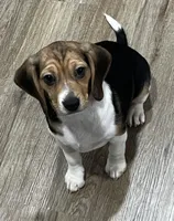 LALA🩷, a female Beagle for sale in Gaffney, SC – 4 of 9