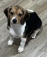 LALA🩷, a female Beagle for sale in Gaffney, SC – 2 of 9