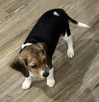 LALA🩷, a female Beagle for sale in Gaffney, SC – 5 of 9
