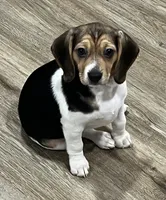 LALA🩷, a female Beagle for sale in Gaffney, SC – 3 of 9