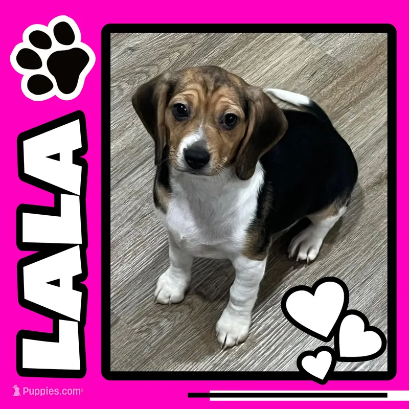 LALA🩷 – Beagle puppy for sale in Gaffney, SC