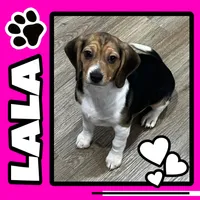 LALA🩷, a female Beagle for sale in Gaffney, SC – 1 of 9