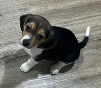 LALA🩷, a female Beagle for sale in Gaffney, SC – Photo 3 of 9