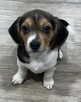 LALA🩷, a female Beagle for sale in Gaffney, SC – Photo 4 of 9