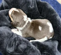 Bella, a female Beagle for sale in Gaffney, SC – 6 of 7