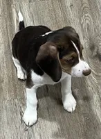 MAYA🩷, a female Beagle for sale in Gaffney, SC – 7 of 10
