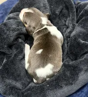 Bella, a female Beagle for sale in Gaffney, SC – 4 of 7