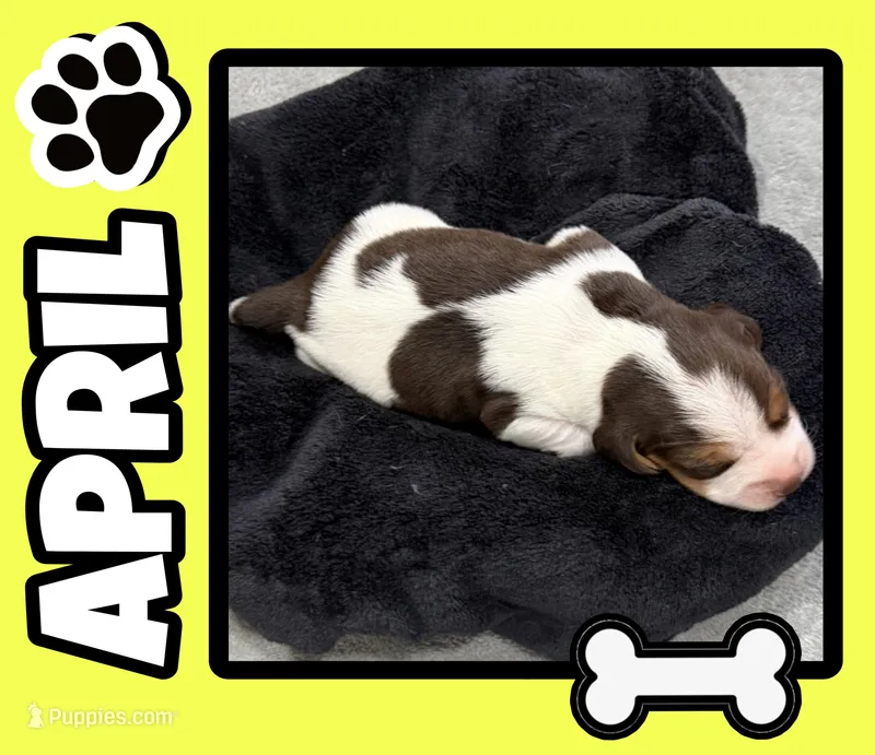 APRIL💜 – Beagle puppy for sale in Gaffney, SC