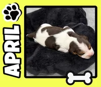 APRIL💜, a female Beagle for sale in Gaffney, SC – 1 of 10