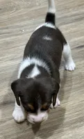 BELLA🩷, a female Beagle for sale in Gaffney, SC – 5 of 9