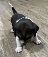 LALA🩷, a female Beagle for sale in Gaffney, SC – Photo 5 of 7