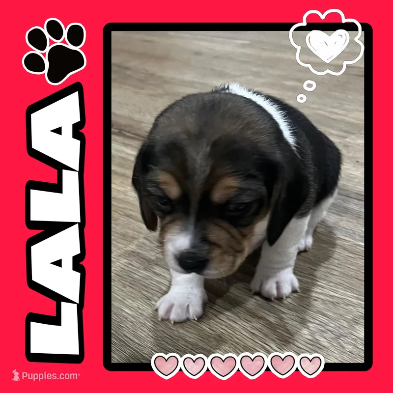 LALA🩷, a female Beagle for sale in Gaffney, SC – Photo 1 of 7