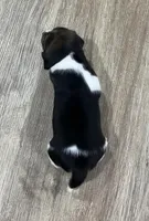 LALA🩷, a female Beagle for sale in Gaffney, SC – Photo 4 of 7