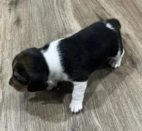 LALA🩷, a female Beagle for sale in Gaffney, SC – Photo 3 of 7